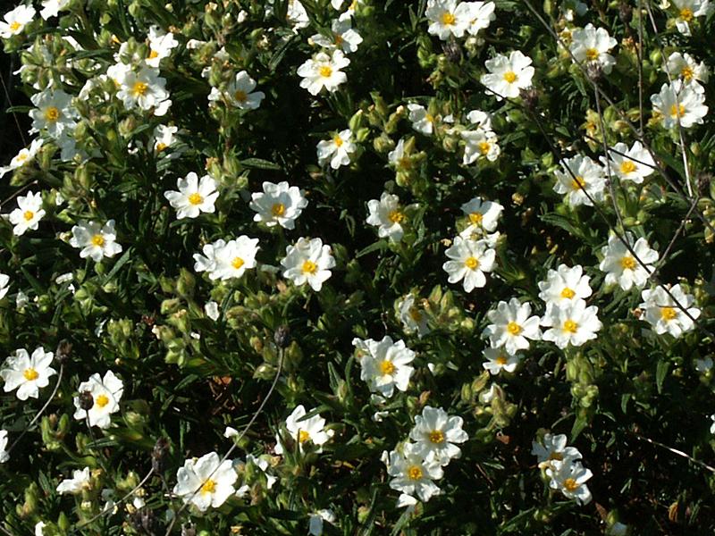 Cistus monspeliensis